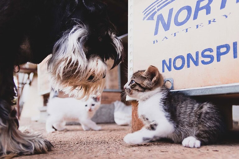 So funktioniert nachhaltiges Tierheimsponsoring für Hunde und Katzen in Not