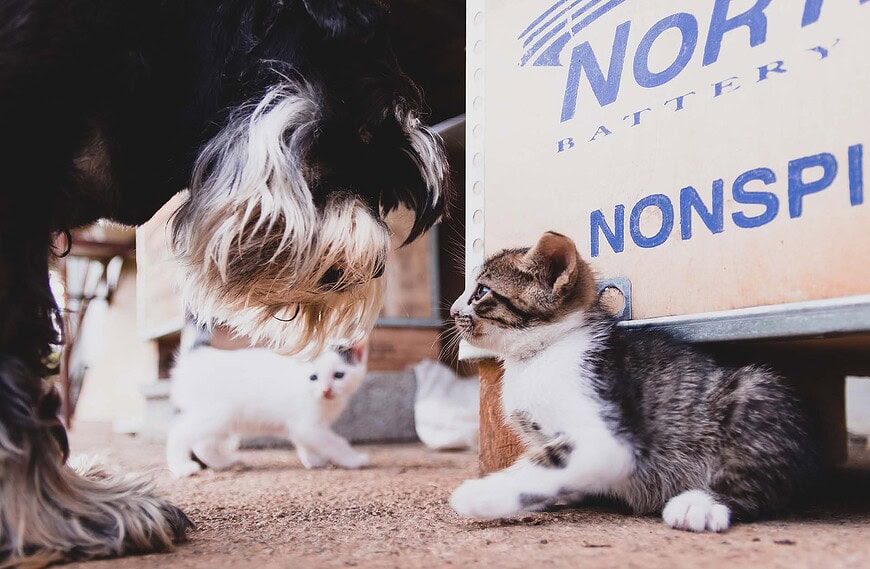 So funktioniert nachhaltiges Tierheimsponsoring für Hunde und Katzen in Not