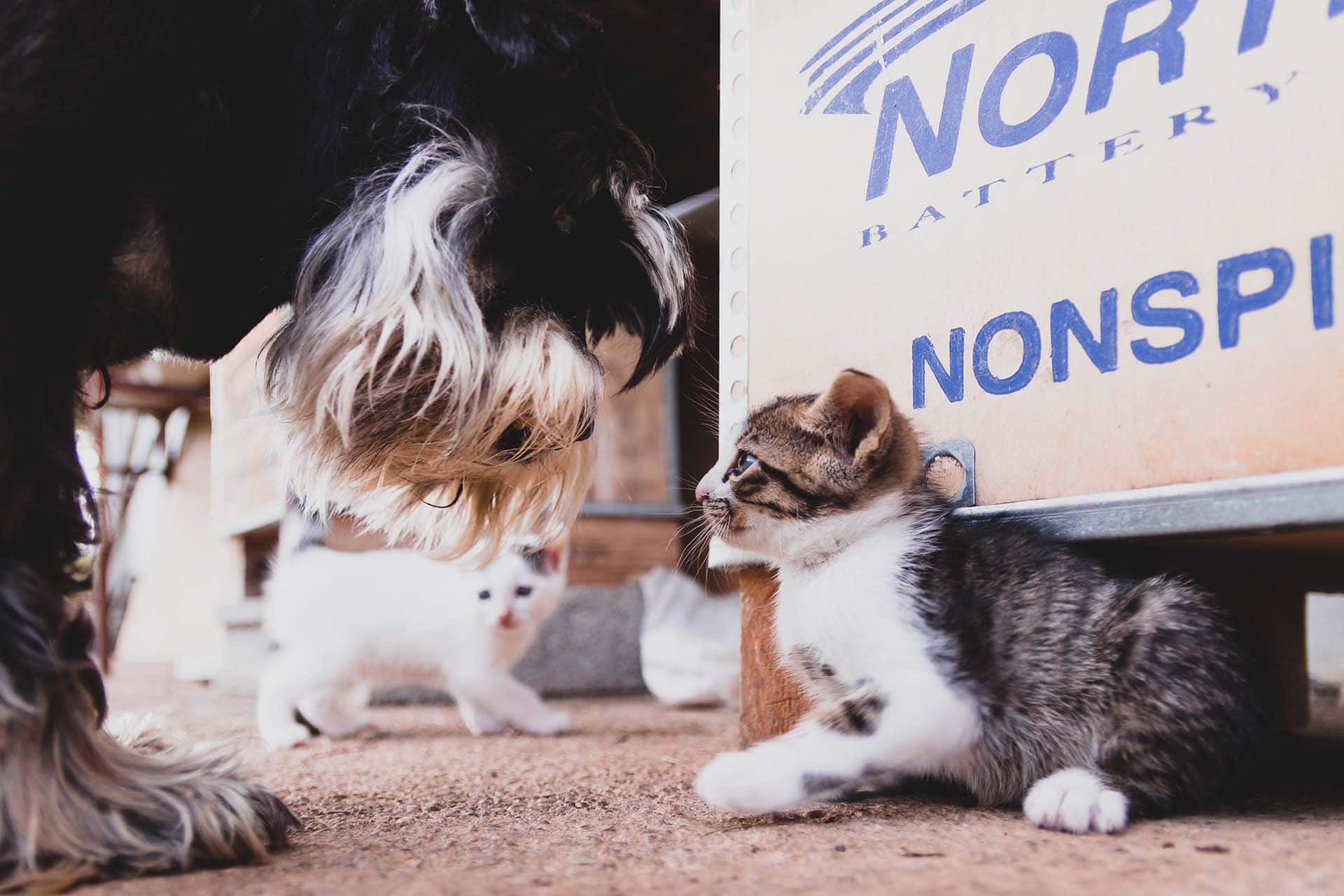 So funktioniert nachhaltiges Tierheimsponsoring für Hunde und Katzen in Not