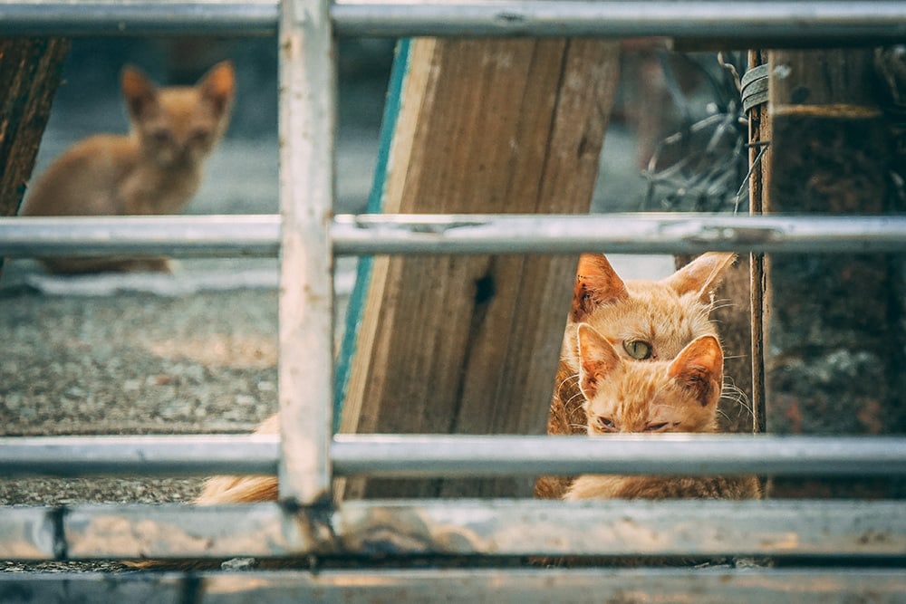 FFTIN Tierheimsponsoring Erfahrungen: Unterstützungsleistungen im Überblick