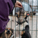 Das Team vom Tierheimsponsoring berichtet über Tierheime in Deutschland: Herausforderungen und Lösungen