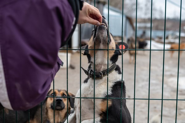 Das Team vom Tierheimsponsoring berichtet über Tierheime in Deutschland: Herausforderungen und Lösungen