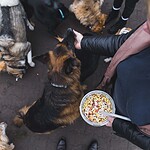 Futterumstellung in Tierheimen – wie Tierheimsponsoring hier helfen kann
