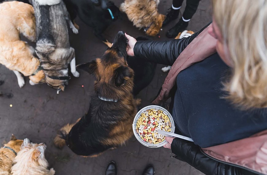 Futterumstellung in Tierheimen – wie Tierheimsponsoring hier helfen kann